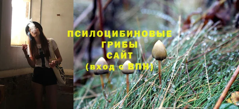 Псилоцибиновые грибы Psilocybe  Таганрог 